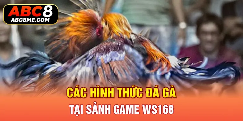 Sảnh WS168 - Siêu Phẩm Hàng Đầu Ngay Tại Nhà Cái ABC8 Các hình thức đá gà tại sảnh game WS168